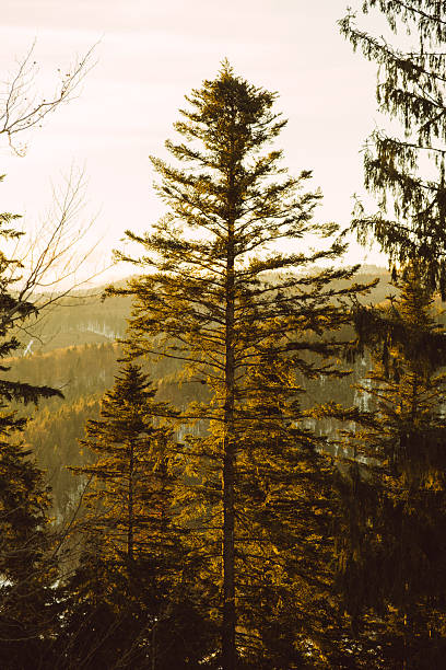 Tall Pine Silhouetted Against Golden Hillside Foreground Anchor For Landscape Photographer Warm Backlight Through Needles Layered