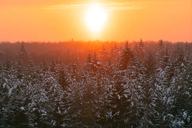 Winter forest during colorful sunset. High-angle view on fir woods horizon landscape. Vibrant orange sunset above snow-covered trees in sunlight