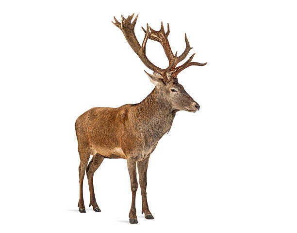 istock Red deer stag standing with large antlers 2256559051