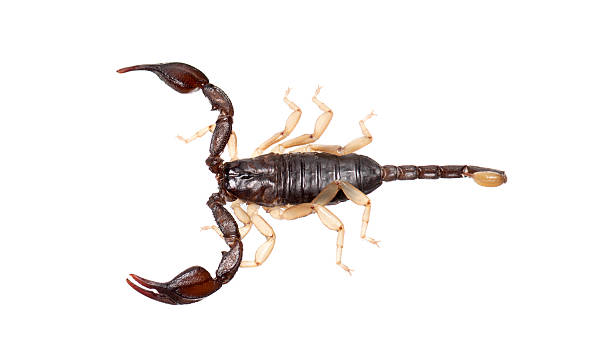 Scorpion arachnid showing its venomous stinger, pincers, and segmented body