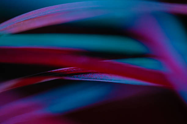Abstract red and blue streaks represent motion-blurred tropical leaves in a dark setting. The smooth light gradients create a modern artistic effect emphasizing color over sharp botanical detail.