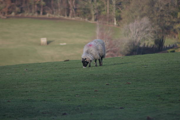 Close up of a young Lamb