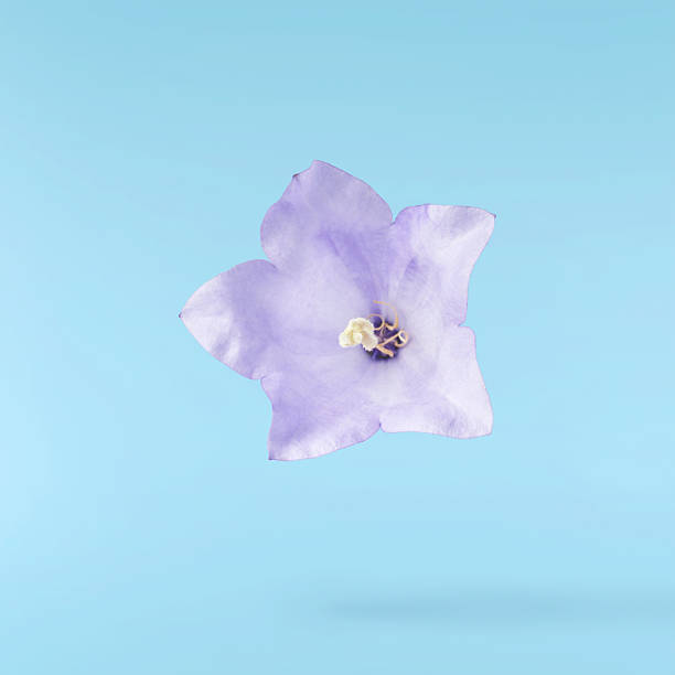 Beautiful blue Bellflowers falling in the air isolated on blue background.