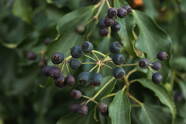 Close-up of green fresh Common Ivy leaves and dark purple berries on plant. Hedera helix