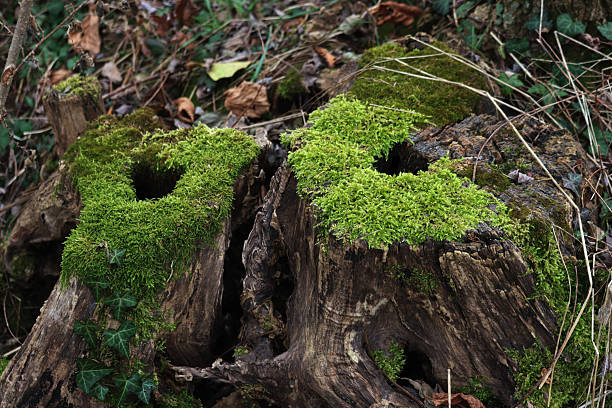 Old cut trees in to the forest covered by green moss on a sunny day