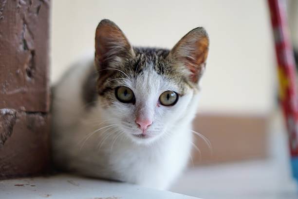 Close-up of a stray grey tabby cat with an intense gaze looking at camera