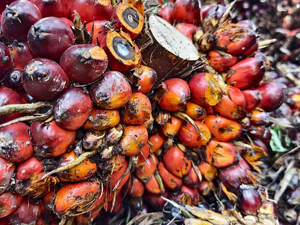 oil palm fruit