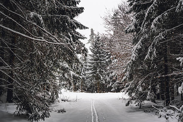 Wonderful winter hiking trails and traces after the winter snowfall above the tourist resorts of Valbella and Lenzerheide in the Swiss Alps - Canton of Grisons, Switzerland (Schweiz)