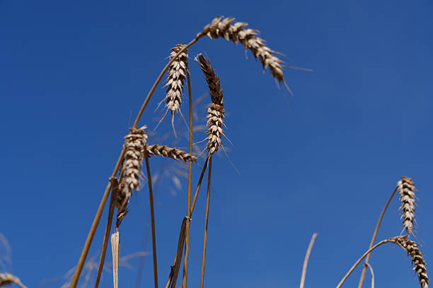 Wheat growing in a farmer's field during summer near Scampton, Lincolnshire