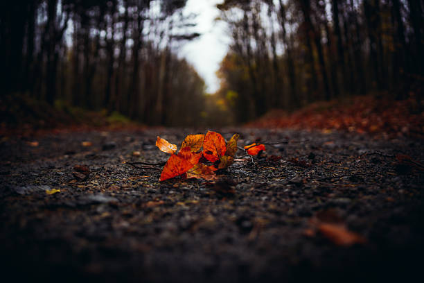 Close-up view of a curled dry autumn leaf lying on a wet asphalt surface, photographed with shallow depth of field and natural outdoor lighting.