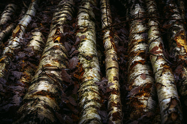 Birch forest on riverbank in late autumn