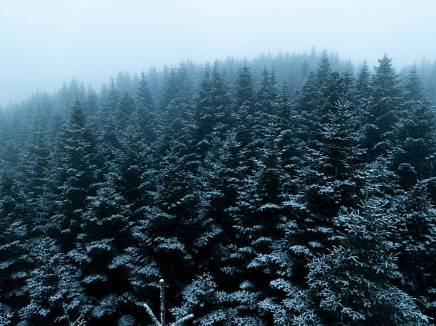 a view of a pine forest on a snowy day