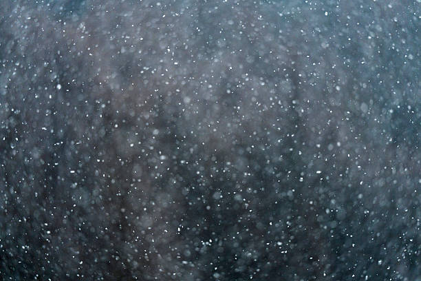 a view of a pine forest on a snowy day