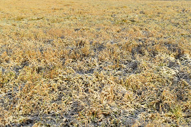 grass in a meadow in sparkling hoarfrost melting in the sunlight.