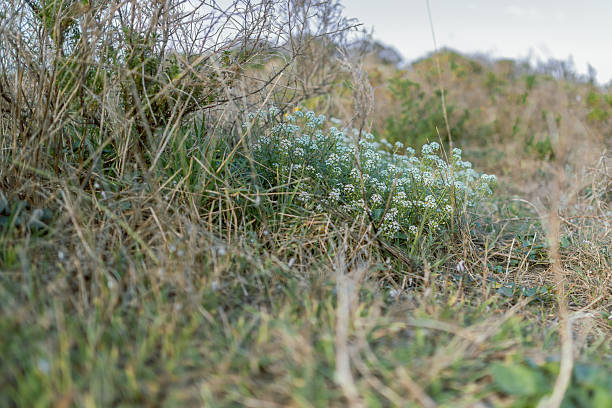 Wild flowers in the dunes