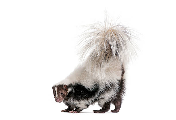 Skunk walking with its bushy tail raised on a clean white background