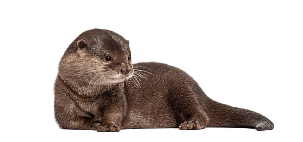 istock Otter laying down looking away on white background 2256575327