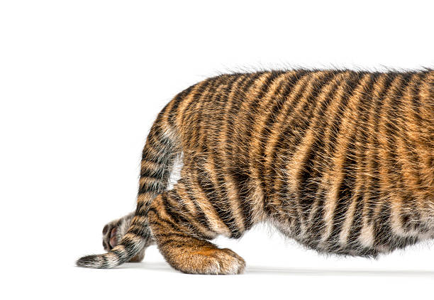 Studio shoot of a cute cat
