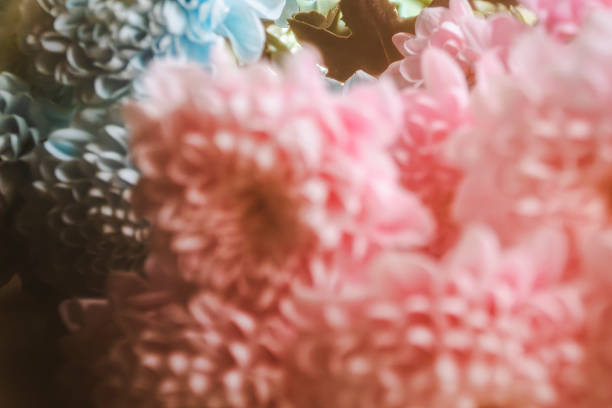 Soft focus. Dreamy Pastel Chrysanthemum Blooms