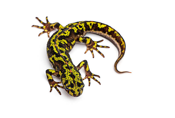 Marbled newt, triturus marmoratus, with distinct yellow and black markings, standing on a white background