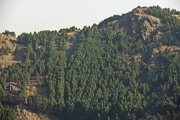 Optical compression that artificially brings the mountains closer to the foreground forest, eliminating the sense of distance between planes.