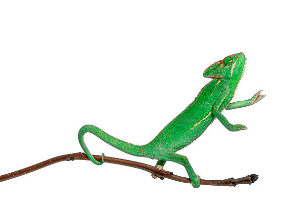 Veiled chameleon climbing branch looking up with white background