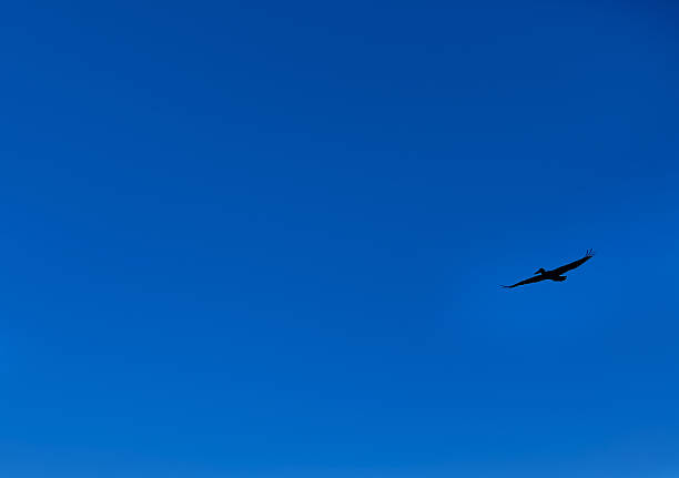 Single pelican silhouette soaring in clear blue Caribbean sky, minimal wildlife scene with copy space.