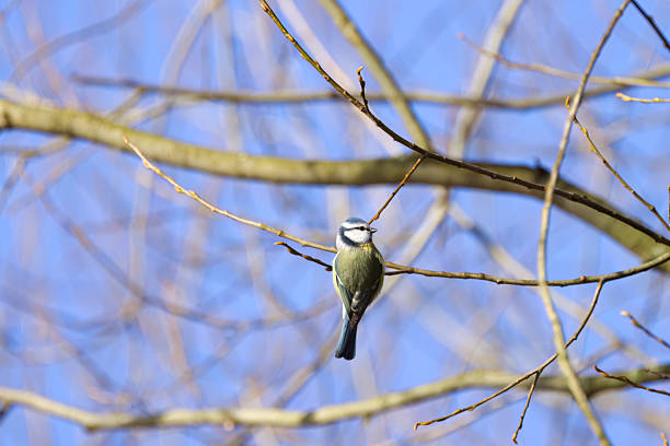 Blue tit on Strauchmispel ,Eifel,Germany.