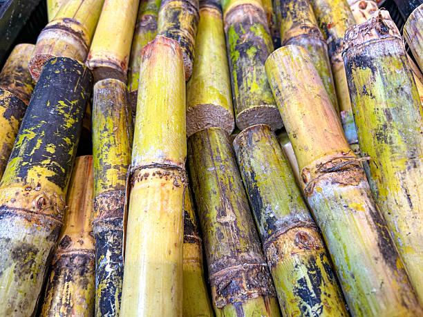 istock Sugarcane stalks pile at Mexican market closeup 2256576405