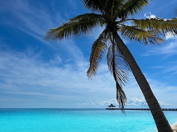 Tropical Sea coconut palm frames a wooden pier and hut over turquoise water on a sunny day, travel concept