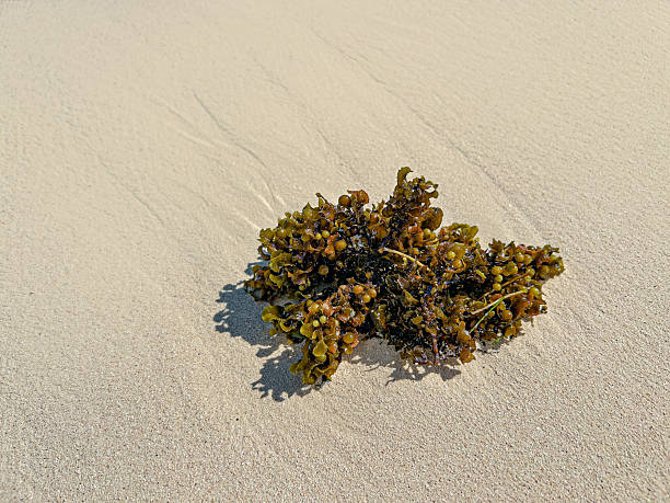 Caribbean sargassum seaweed washed ashore on sand beach, no people, pollution concept