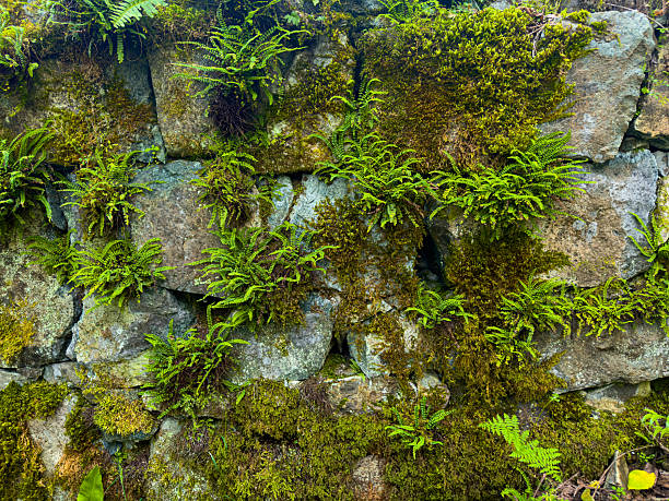 Old Stone Wall Covered in Green Moss and Small Ferns