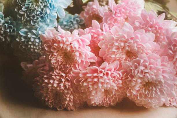 Bouquet of pink and blue chrysanthemums flowers. Close up. Soft Focus