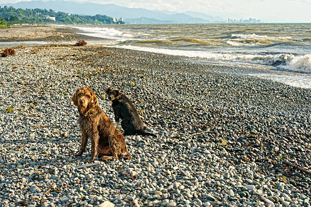 Wirehaired Dog Standing On Pebble Beach Near Ocean Waves