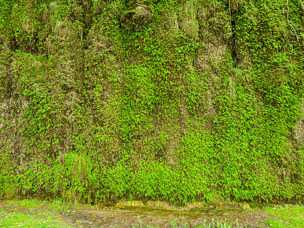 Vibrant Green Moss Texture Covering Rough Stone Surface