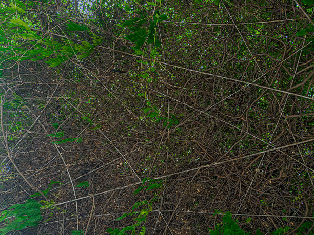 big tree and branches