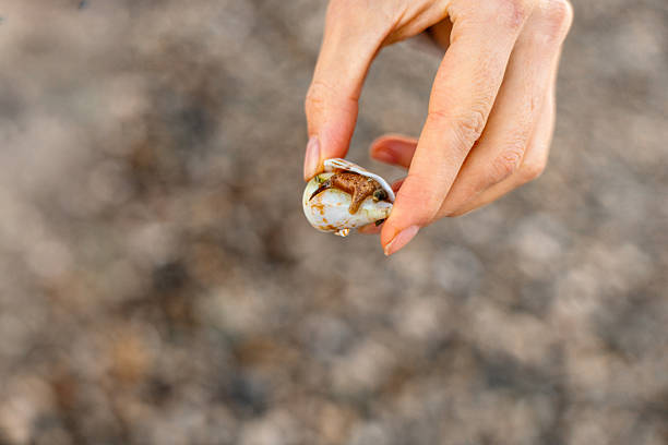 A close-up of a hand holding a small clam shell with a visible clam inside. The background is blurred, showcasing a sandy beach environment.