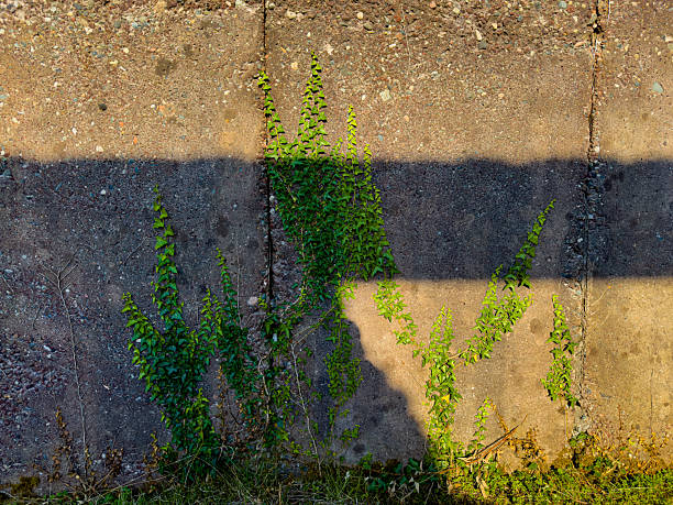 Green Ivy Vines Climbing Rough Concrete Wall With Shadow Line
