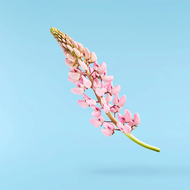 Beautiful pink Lupine flowers falling in the air isolated on blue background. Creative zero gravity or levitation concept