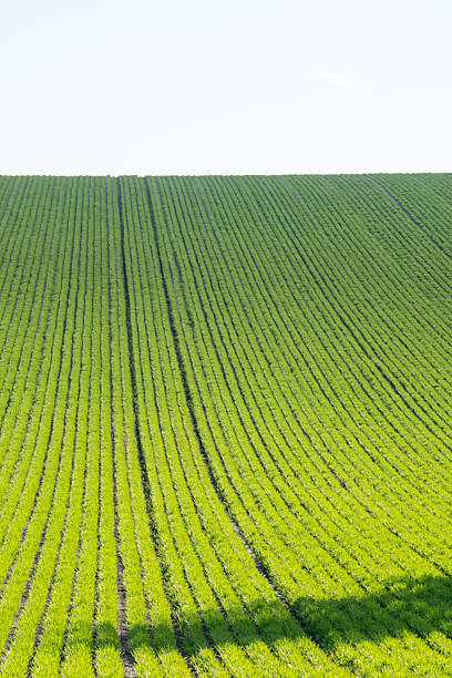 A vineyard captured in late spring under gentle, glowing light. The lush green grapevines stretch upward in soft focus, with tendrils reaching toward a pale sky. The diffused illumination creates a calm and almost dreamlike mood, emphasizing growth, renewal, and the natural beauty of the wine-growing season.