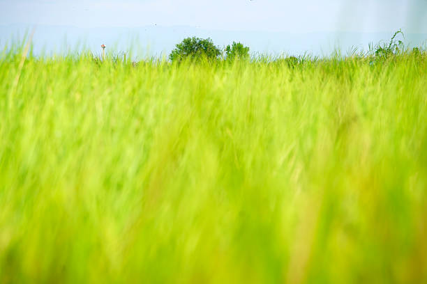 A captivating view of lush green grass under a clear blue sky, showcasing beauty and vitality of nature, perfect for summer outdoor themes and agricultural illustrations.