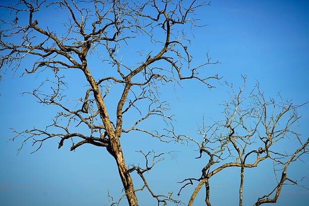 This image features bare branches of trees set against a bright blue sky, capturing the essence of nature in a minimal and serene style. Perfect for highlighting seasonal changes.