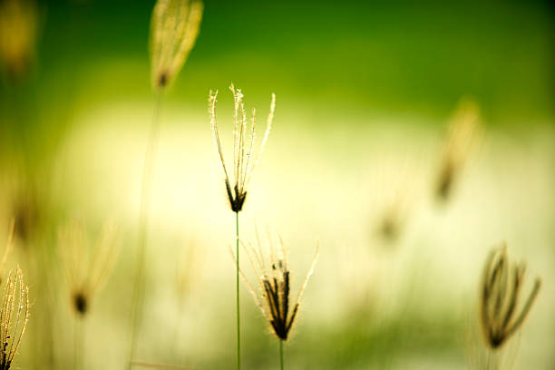 Gentle blades of grass rise gracefully in the sunlight, creating a serene and tranquil atmosphere. Perfect for nature-inspired visuals and calming backgrounds.
