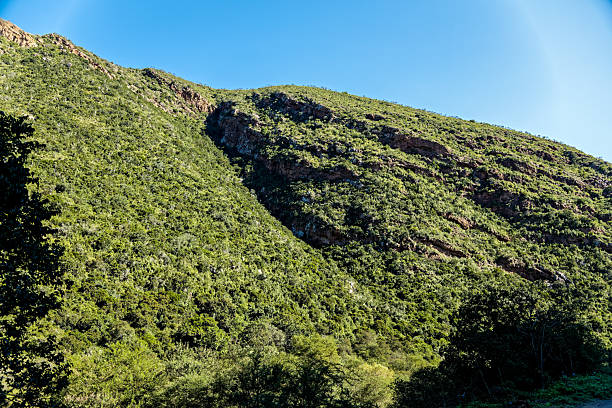 Densely forested hill in Cambria valley along the road to Combrink's Pass into the Baviaans Kloof Reserve in the Eastern Cape, South Africa