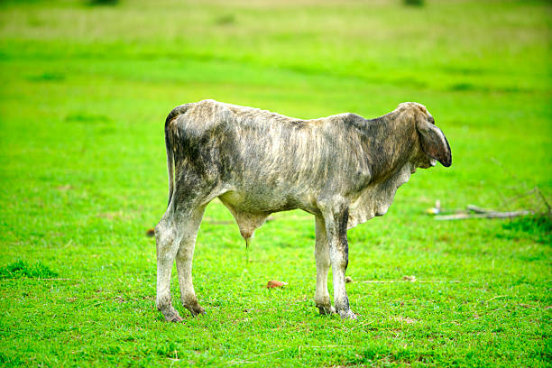 A solitary cow stands gracefully in a vibrant green pasture, showcasing a tranquil rural scene perfect for any nature-themed project or agricultural marketing.