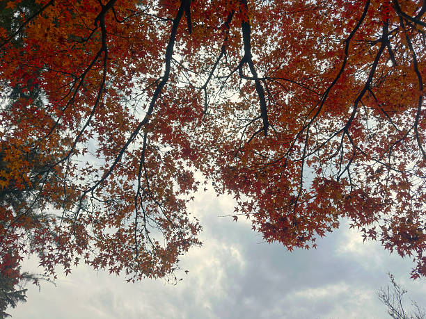 Low Angle View of Orange and Red Autumn Maple Leaves