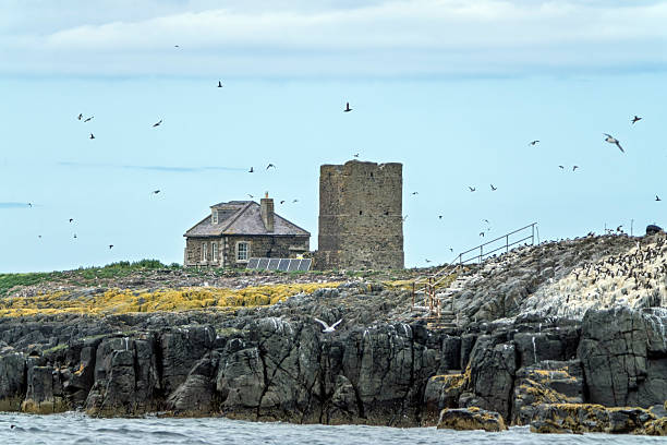 Inner Farne, Farne islands, Northumberland, UK: A weathered stone building with a prominent tower stands on a grassy cliff edge, featuring arched windows and a slate roof partially intact. The structure, constructed from gray granite blocks, appears as an ancient fortification or lighthouse ruin. Below, on the cliff, a plethora of nesting seabirds, mainly guillemot and razorbill. The scene captures a dramatic coastal landscape under a clear sky, with no people present. The image highlights the rugged natural beauty and historical architecture of the seaside setting, emphasizing the contrast between the solid stone edifice and the dynamic sea. Outdoors during daytime, the composition uses a wide-angle view to showcase the expanse of the water and the precarious position of the building.