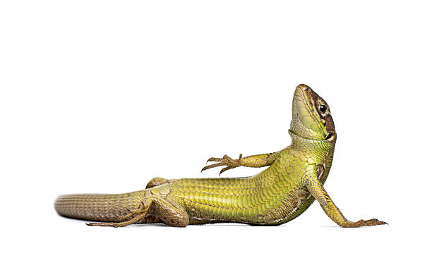 Green lizard with scales resting on its side against a clean white backdrop