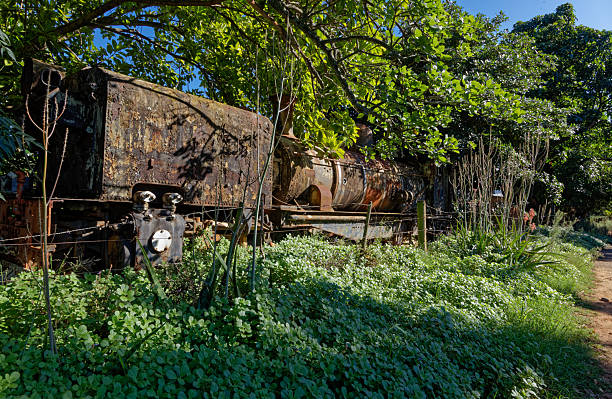 Old abandoned Garret locomotive covered in undergrowth in the Patensie station in the Eastern Cape, South Africa