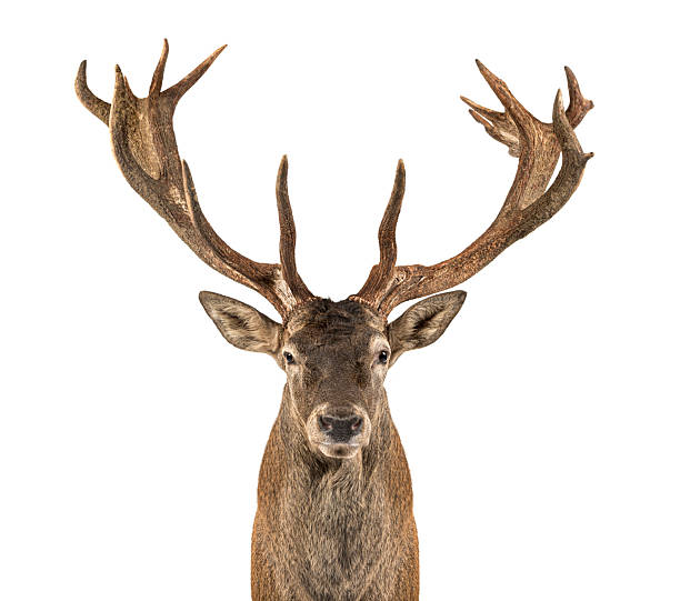 istock Red deer stag standing with antlers on white background 2256585948